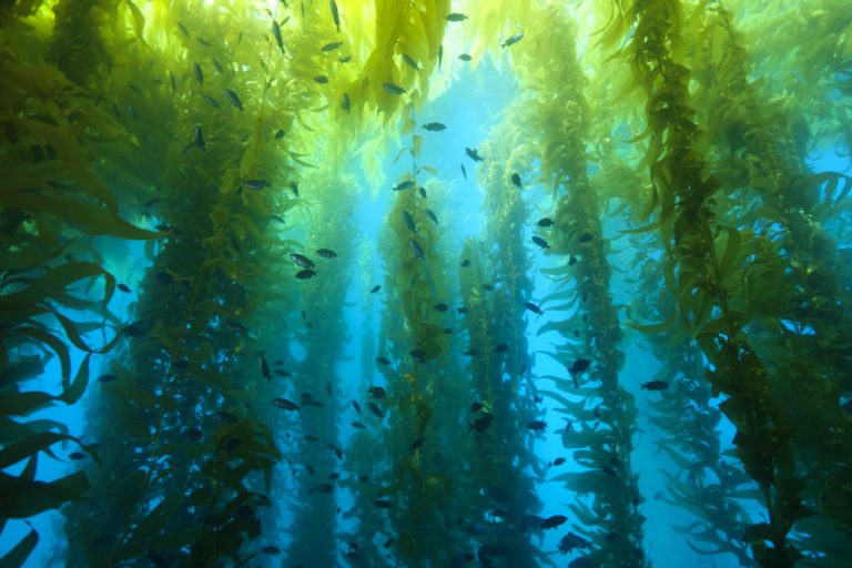 Seagrass Forest