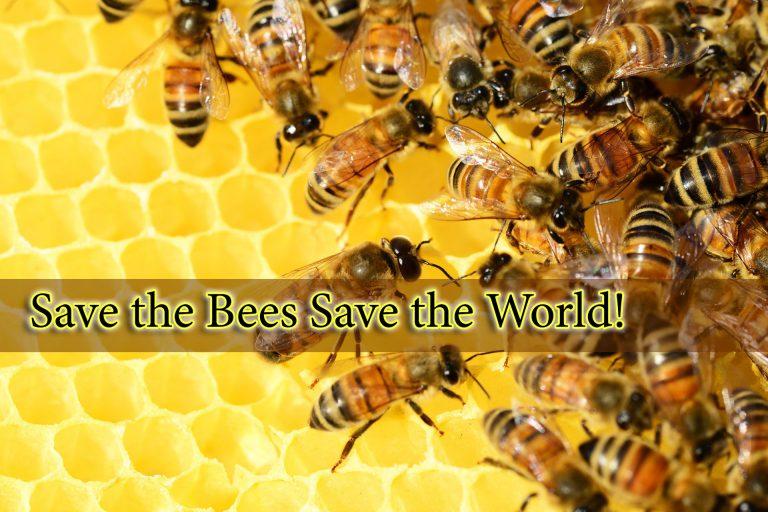 ไม่มีผึ้ง ไม่มีเรา  Save the Bees Save the World!