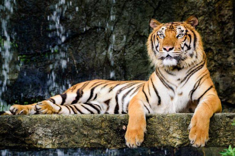 Global Tiger Day: ถึงเวลาเสือโคร่งไทยต้องไปต่อ
