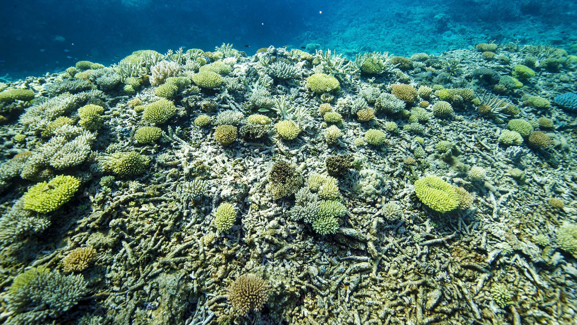 Great Barrier Reef