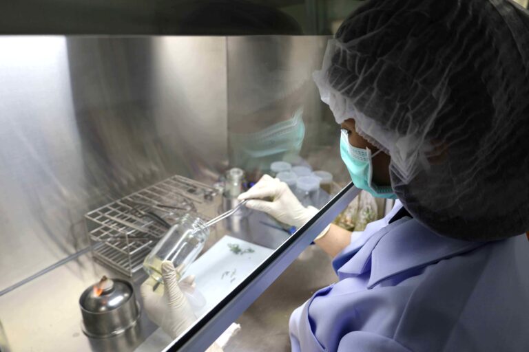 สวทช.ขยายผล “ท่อนพันธุ์สะอาด” หยุดวิกฤตใบด่างด้วยพันธุ์ดี