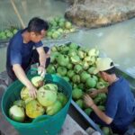 “มาลี” ยกระดับคุณภาพน้ำมะพร้าวไทย ชูมาตรฐานความปลอดภัยพิสูจน์ได้