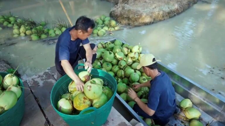“มาลี” ยกระดับคุณภาพน้ำมะพร้าวไทย ชูมาตรฐานความปลอดภัยพิสูจน์ได้